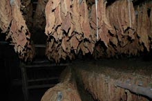 processo di essicazione foglie di tabacco